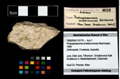 Foto (Objekt + Etikett) von Protosphaeroma ernstbrunnense (Bachmayer, 1949)  (NHMW-GEO-1990-0041-10170)